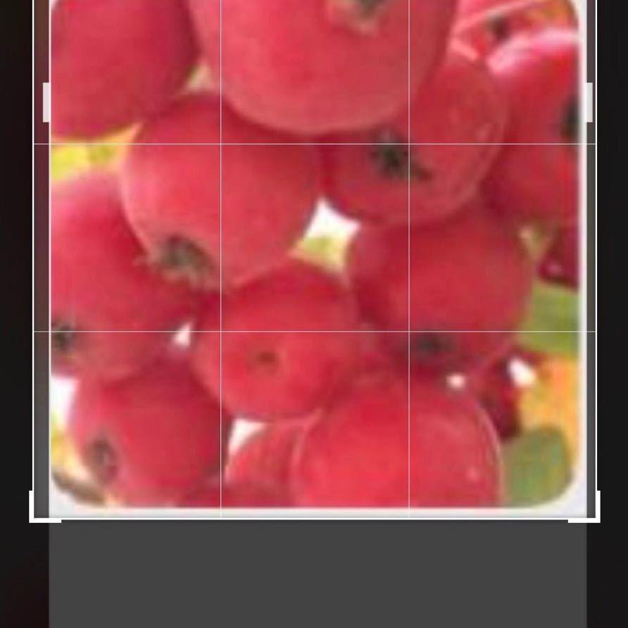 好运连连666