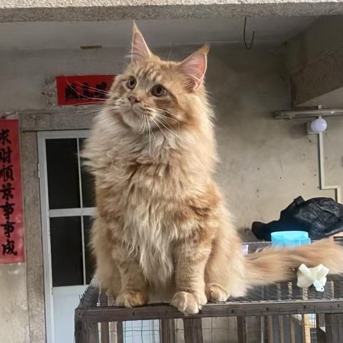 如思