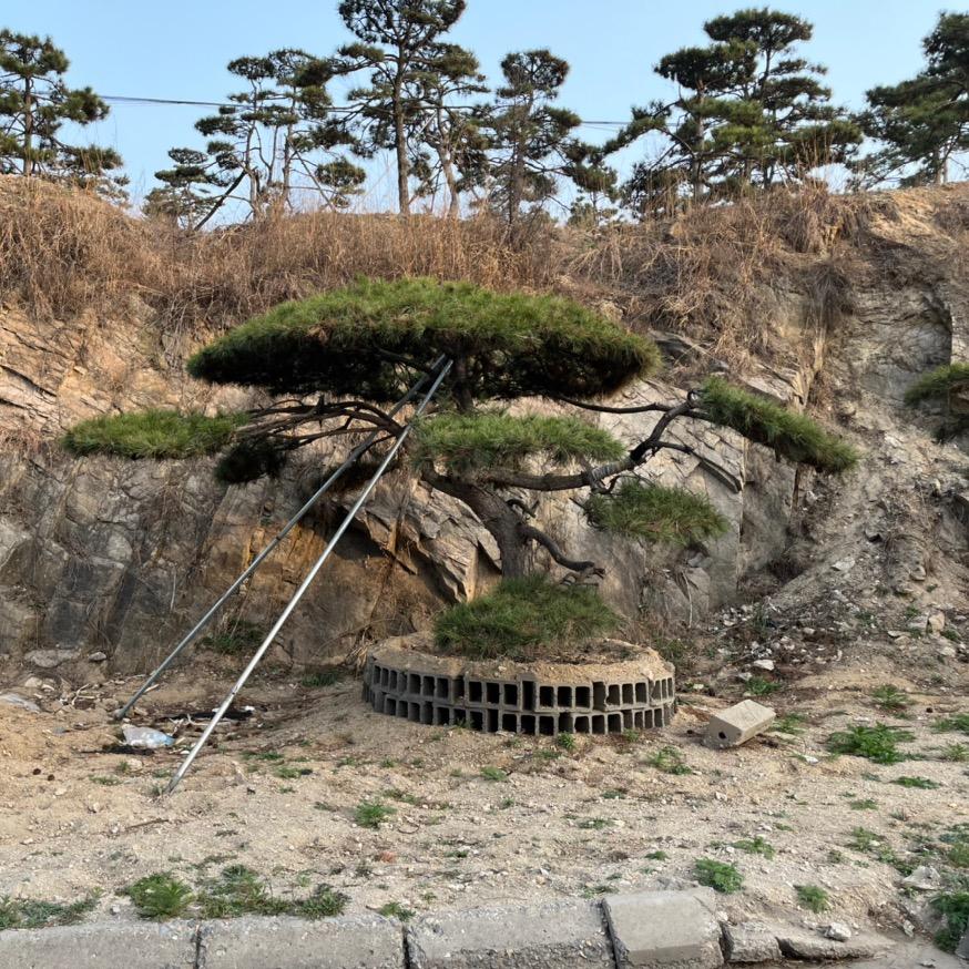 造型松基地 莱芜锦通(李)
