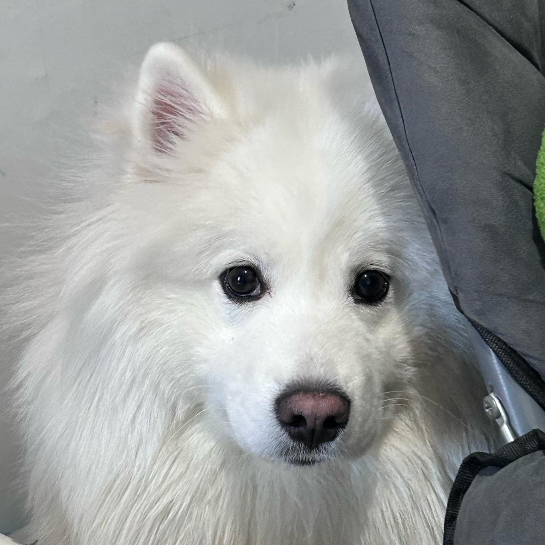 泡泡（肥嘟嘟版