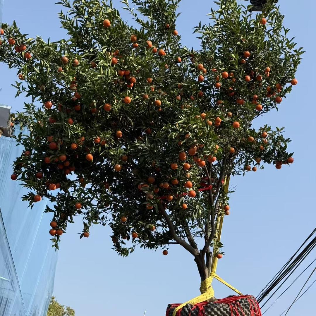 阳光果树