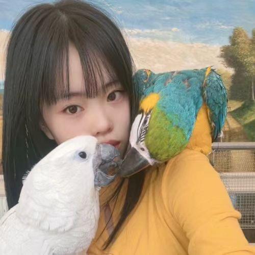 鹦鹉小莉