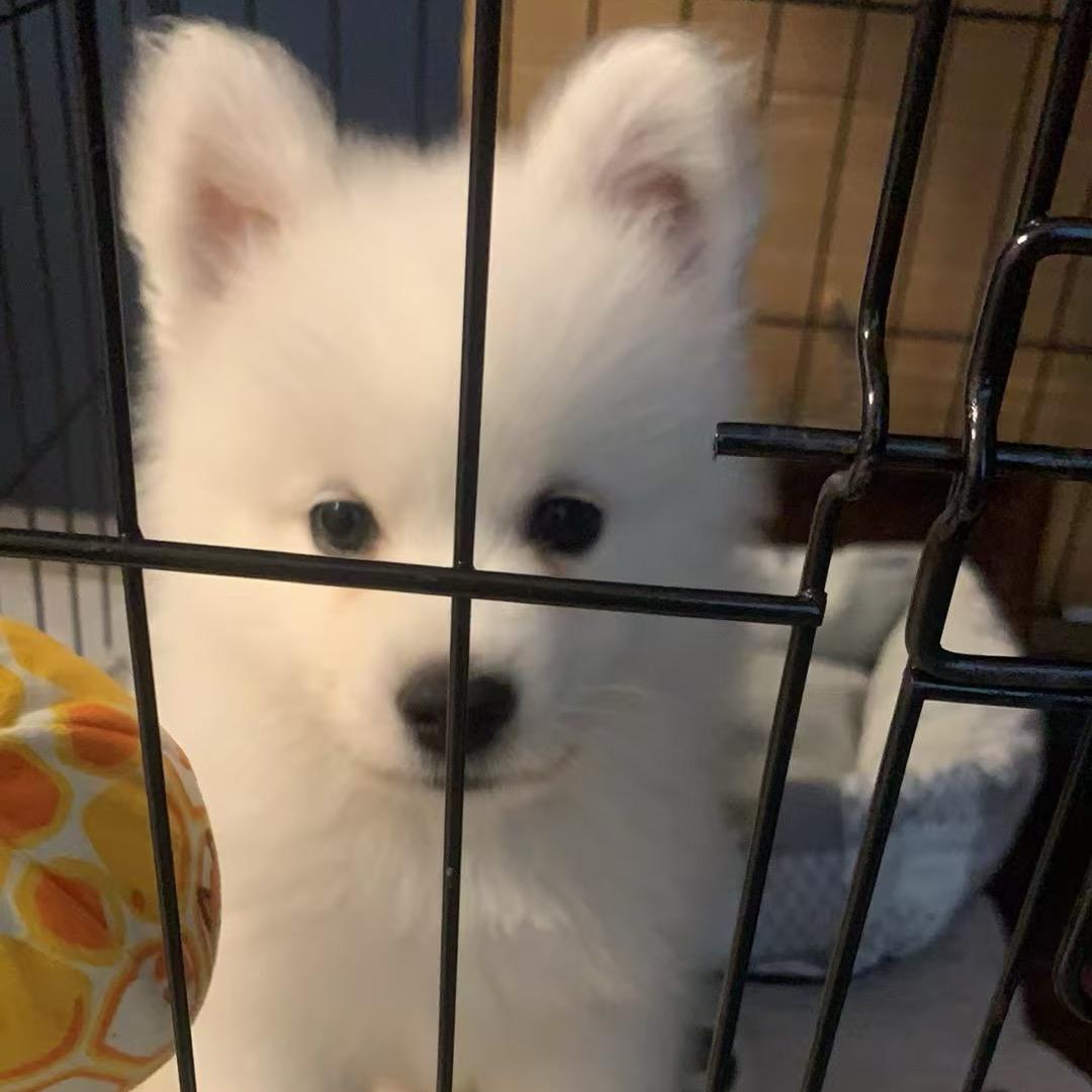 一只豆豆耶🫧