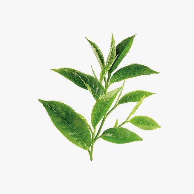 最后一叶🍃