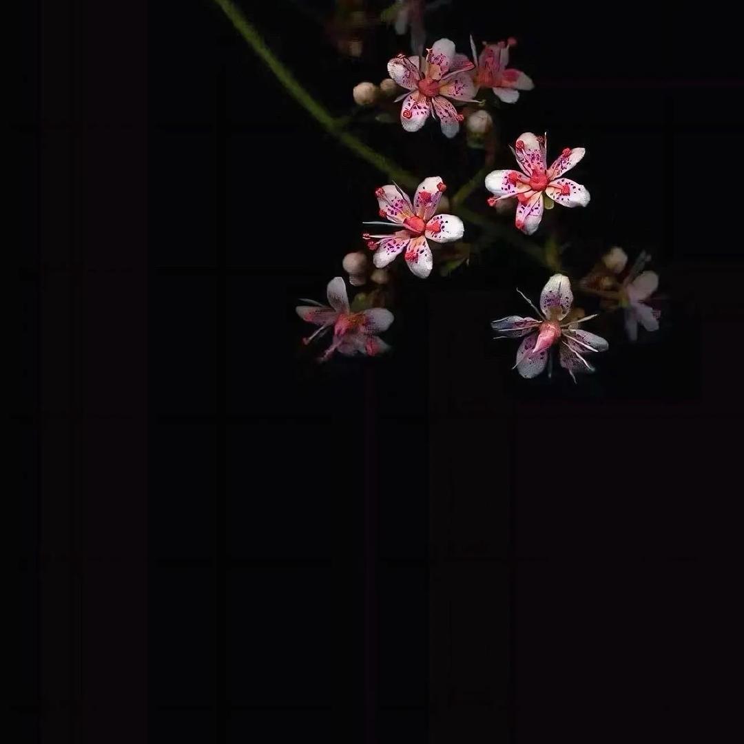ℳ*满眼星辰*ℳ