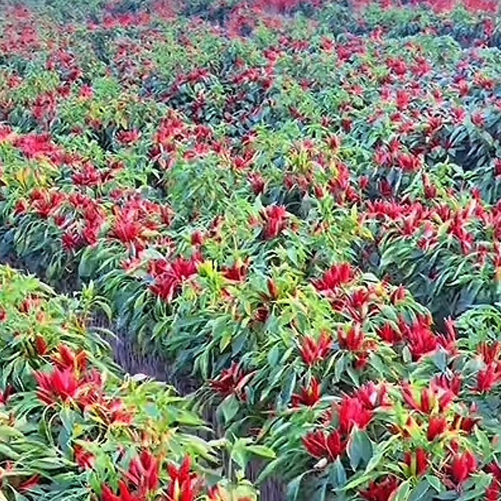 辣椒妹妹🌶️🌶️🌶️