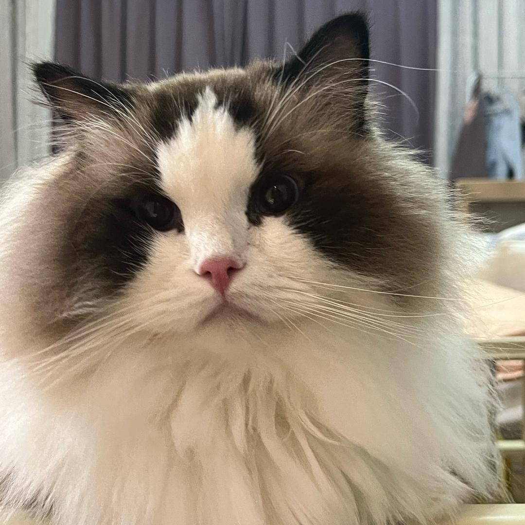 上海Ruby布偶猫舍