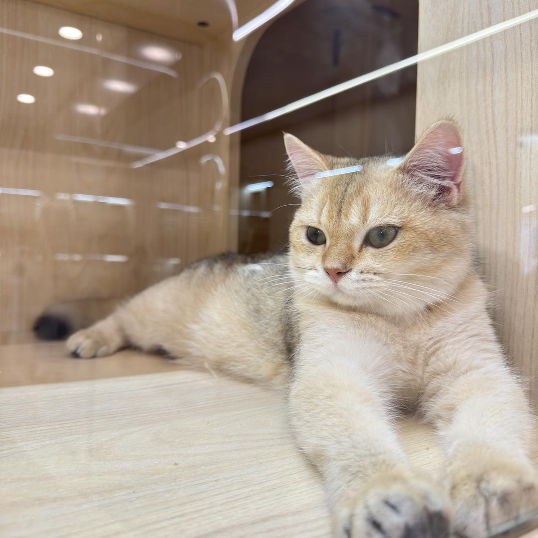 简六月