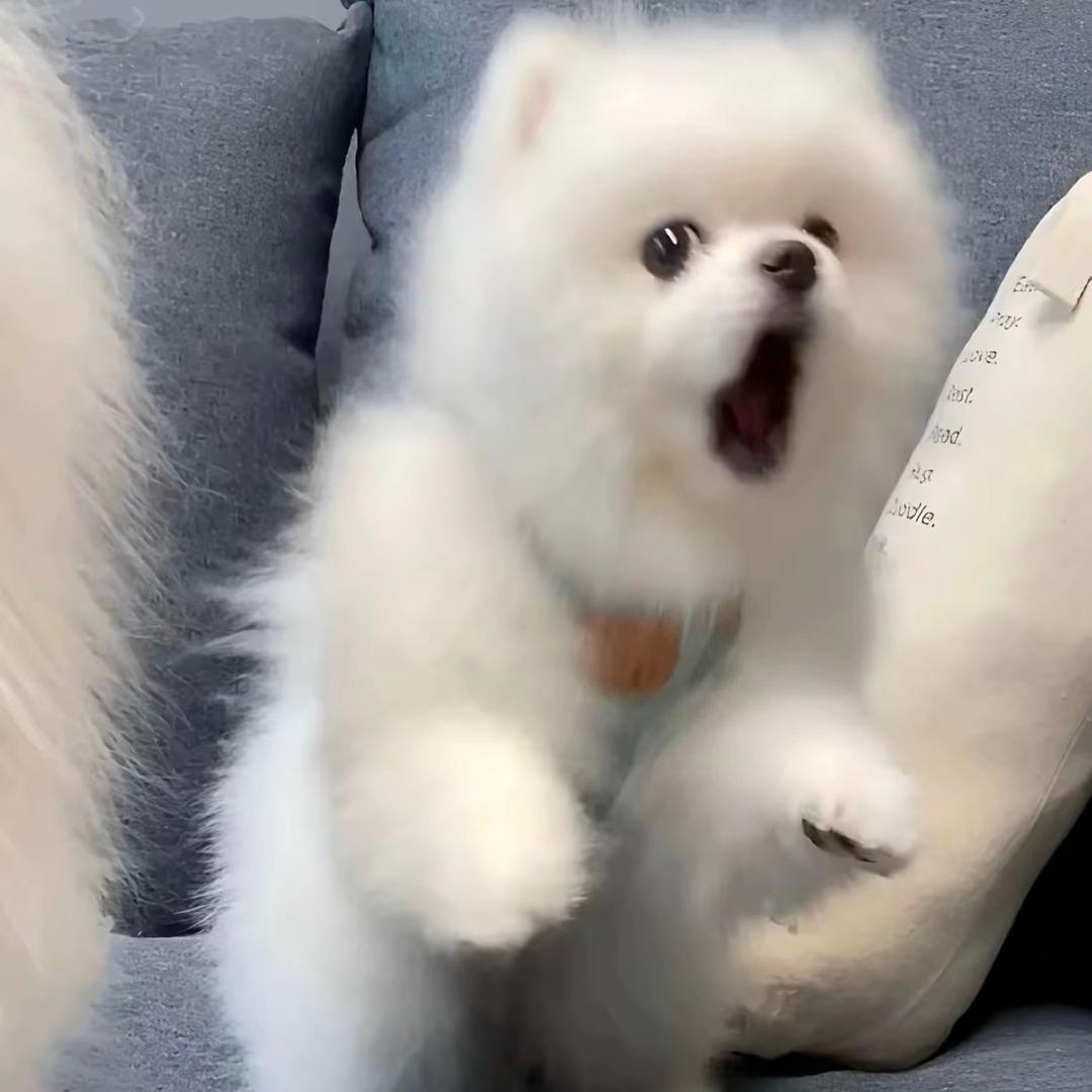 花果山在逃母猴