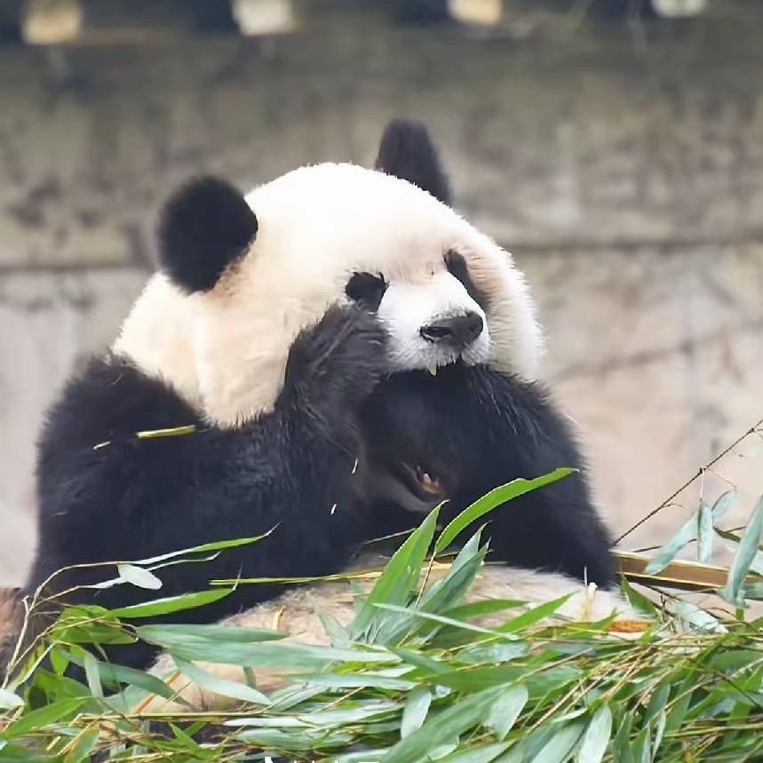 暴力萝卜