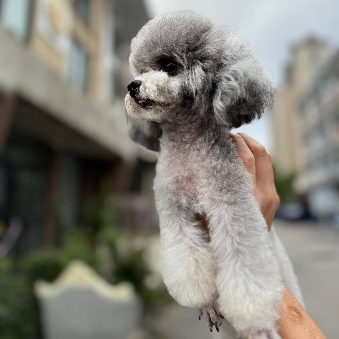 ૮ .  ̫ . ა🐾 球的装修日记