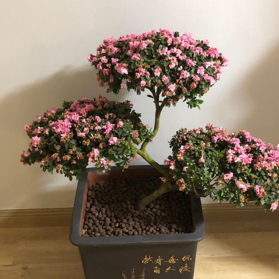 南山南