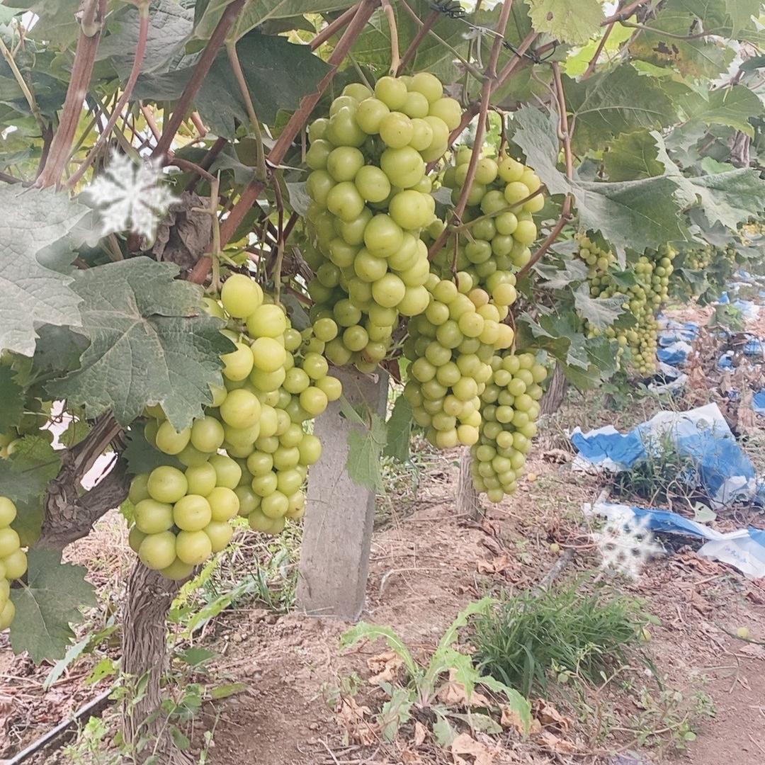 夏邑小菜水果干货