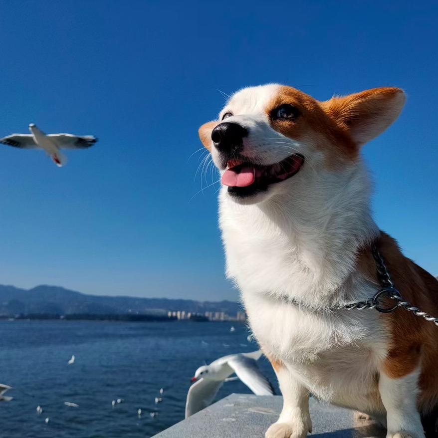 富有犬业