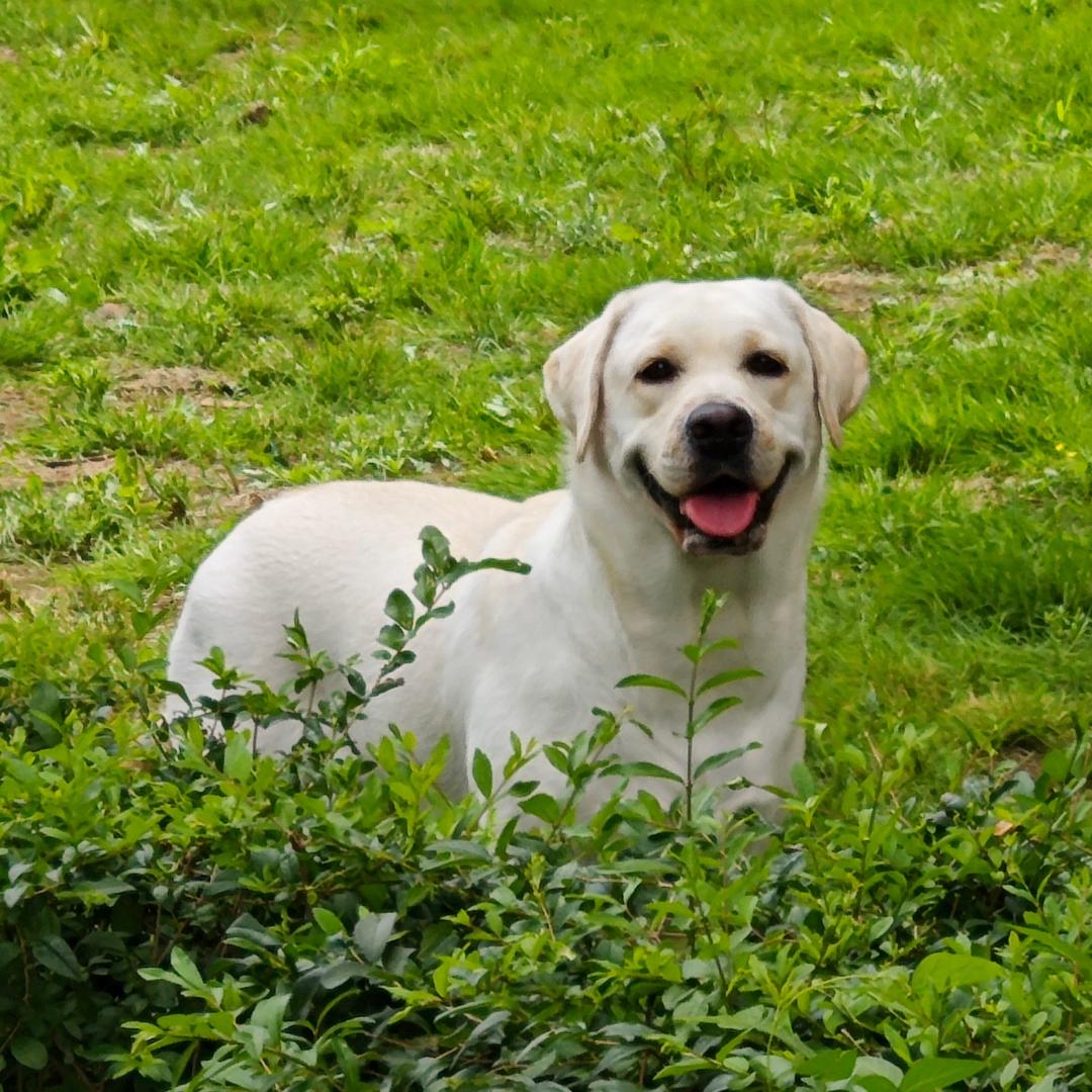 暖宝🐶家多宝