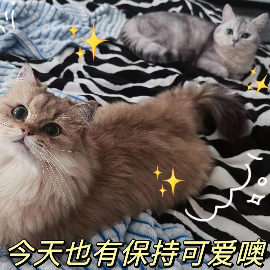 布丁是只小怂包