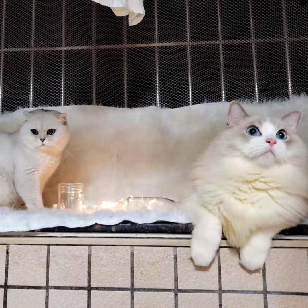 小猪鼻子装大象
