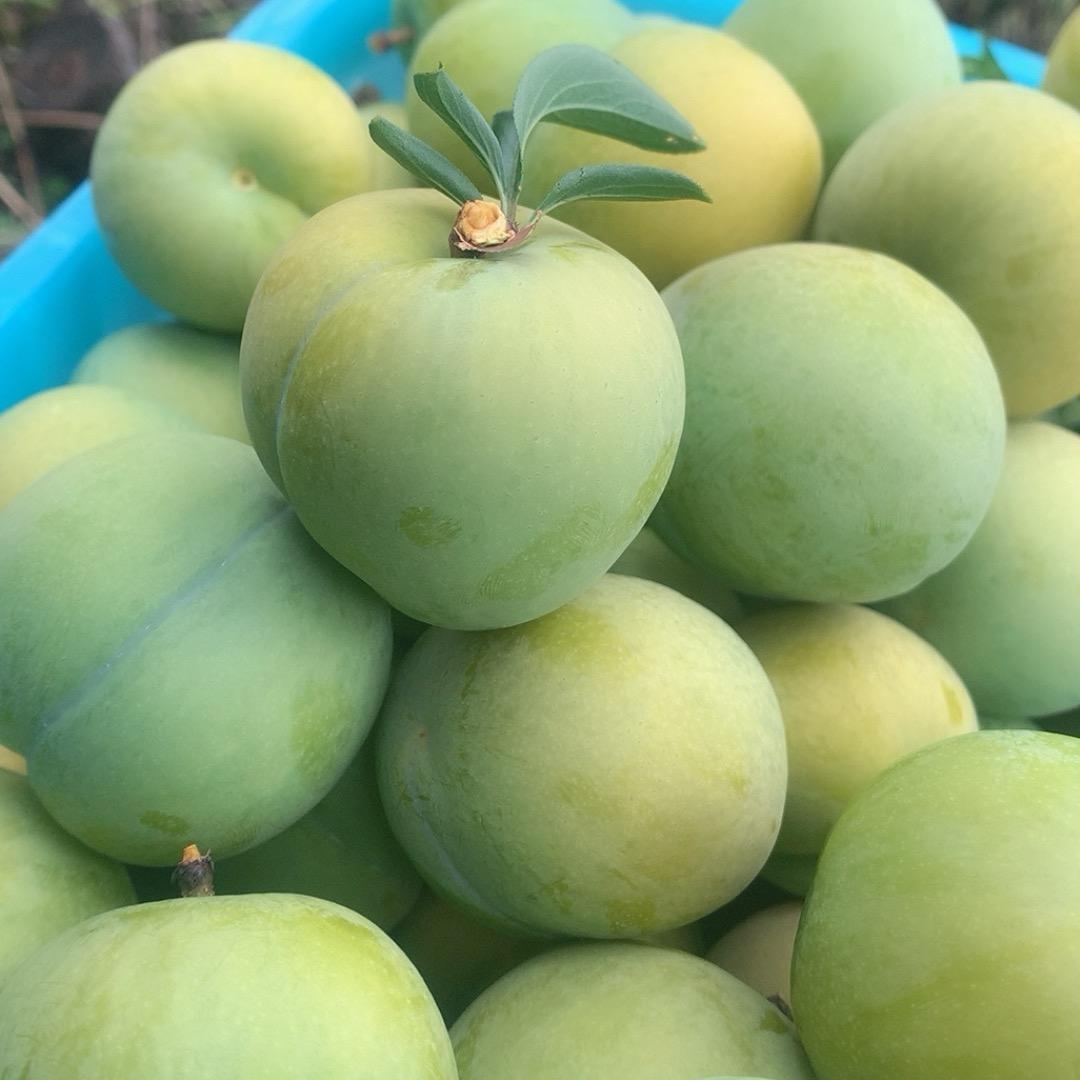 初恋《追蜂少年》