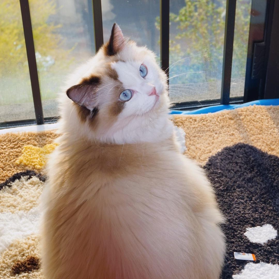 猫美如花