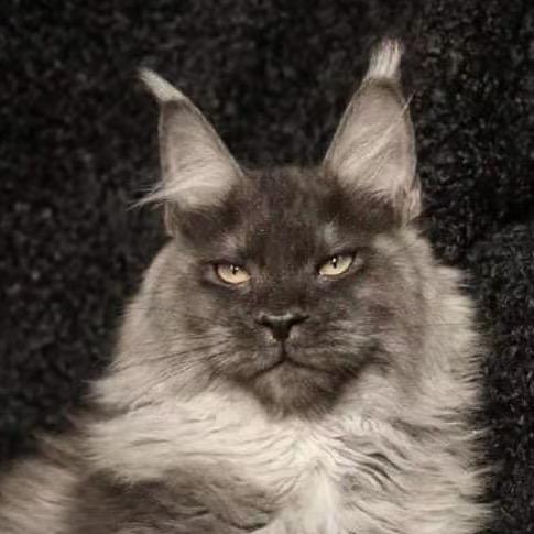 猫多金