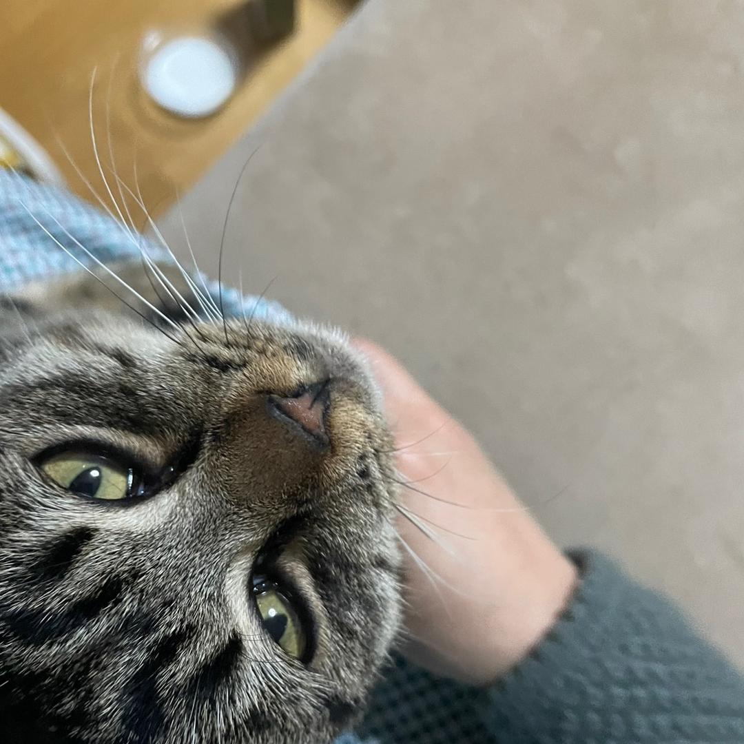 四只狸花猫的铲屎官