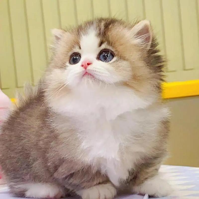 成都宠缘名猫🍓