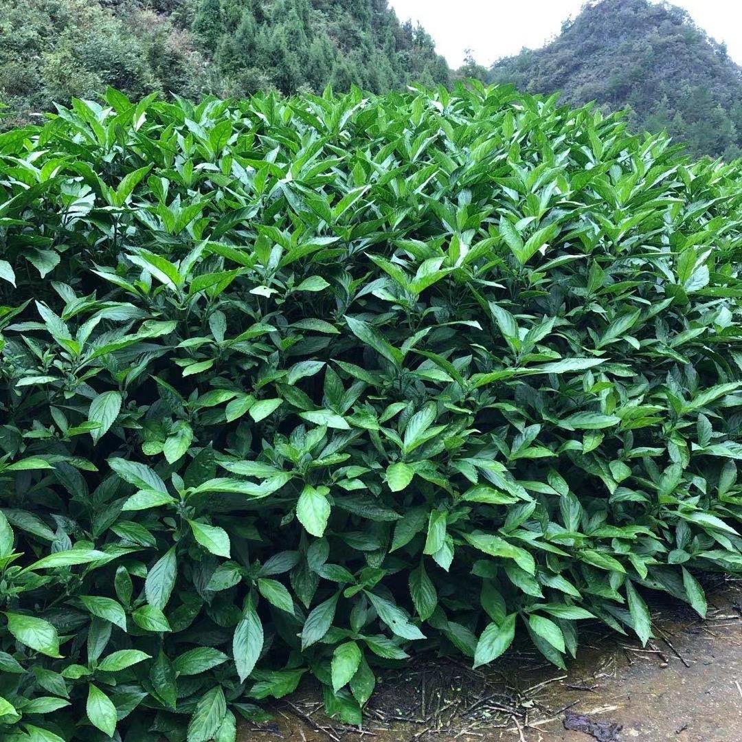 蓝靛
