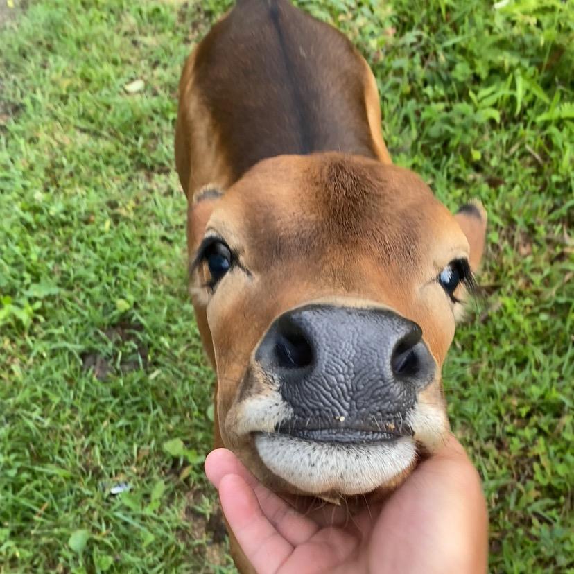 黄小牛