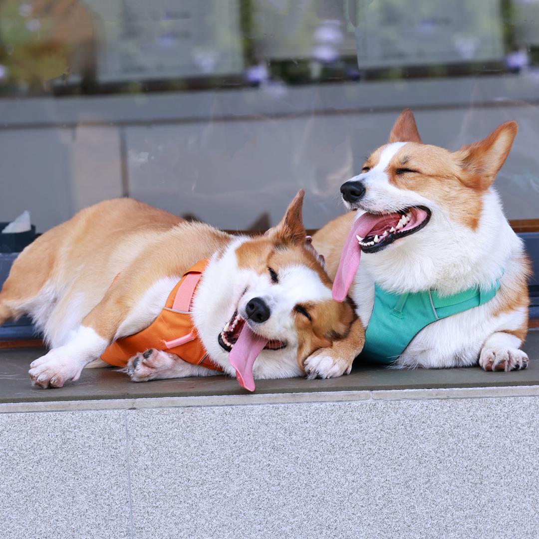 拿什么拯救你我的🐶