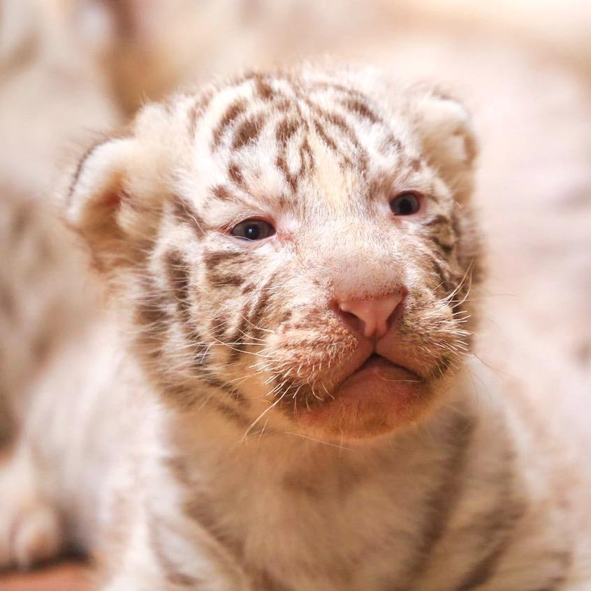 西霞口神雕山动物幼儿园