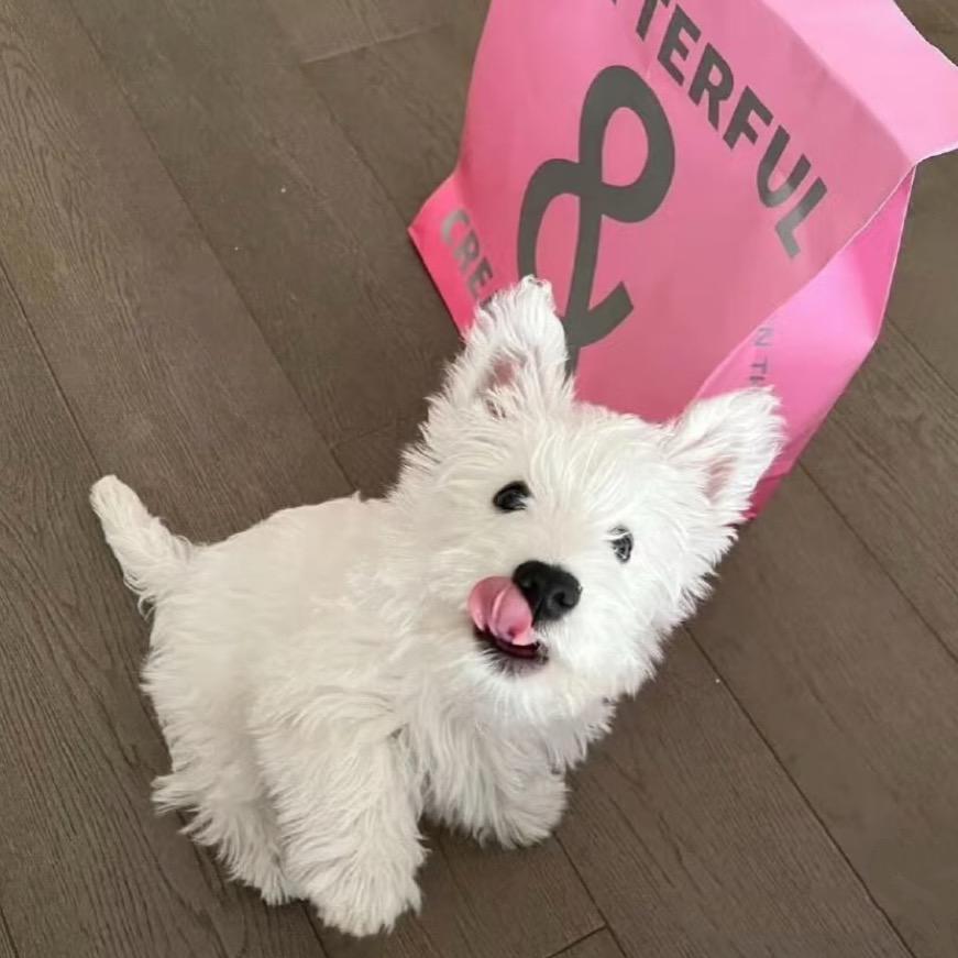 好运咩咩