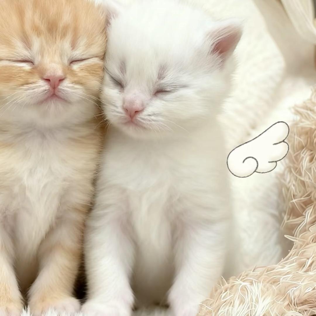 小耶汁.