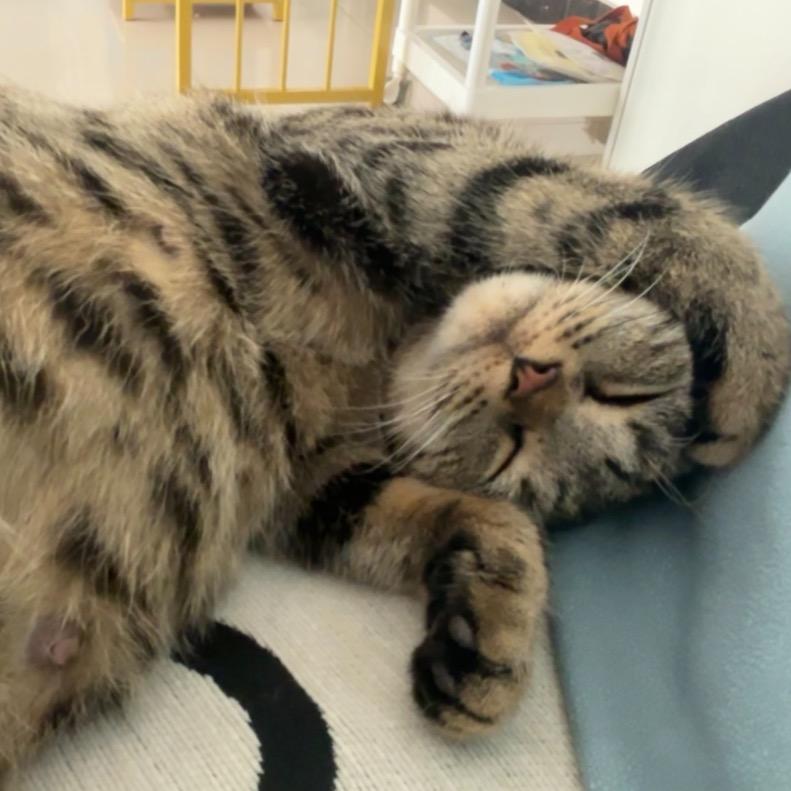 流浪 咪咪的日常 （当月嫂版）