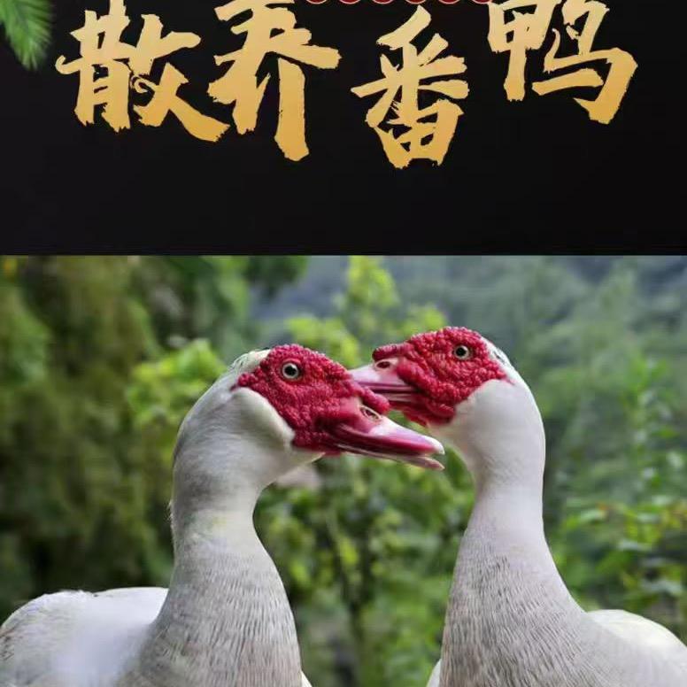 正宗永春德化土特产店