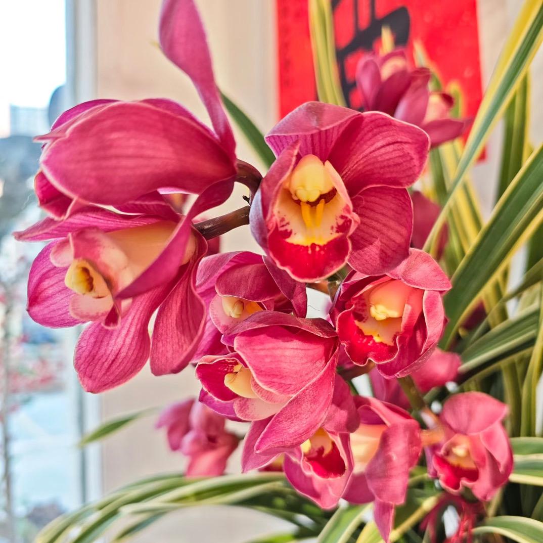 溪月花卉