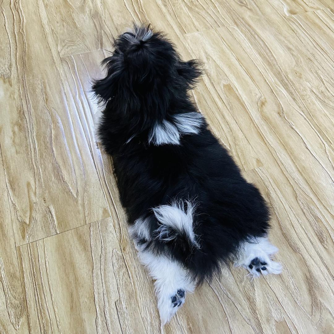 🐶元宝最可爱💫