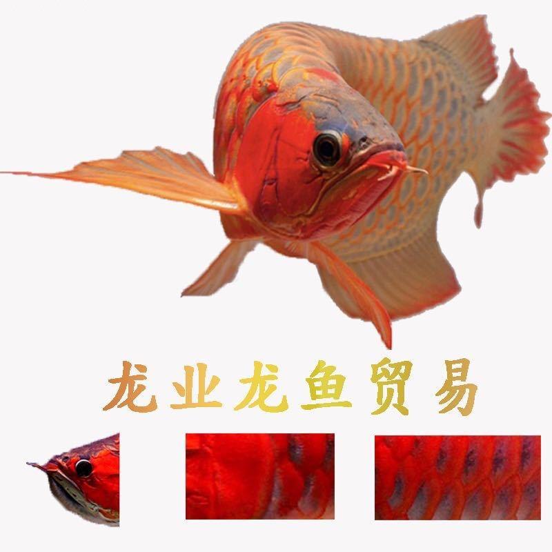 龙业龙鱼贸易（康少颖）@抖音