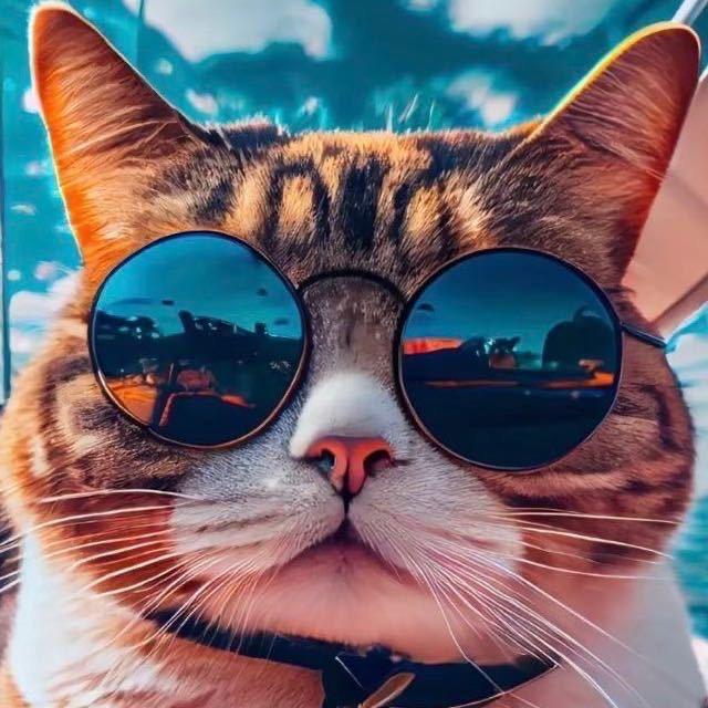 小猫吃鱼