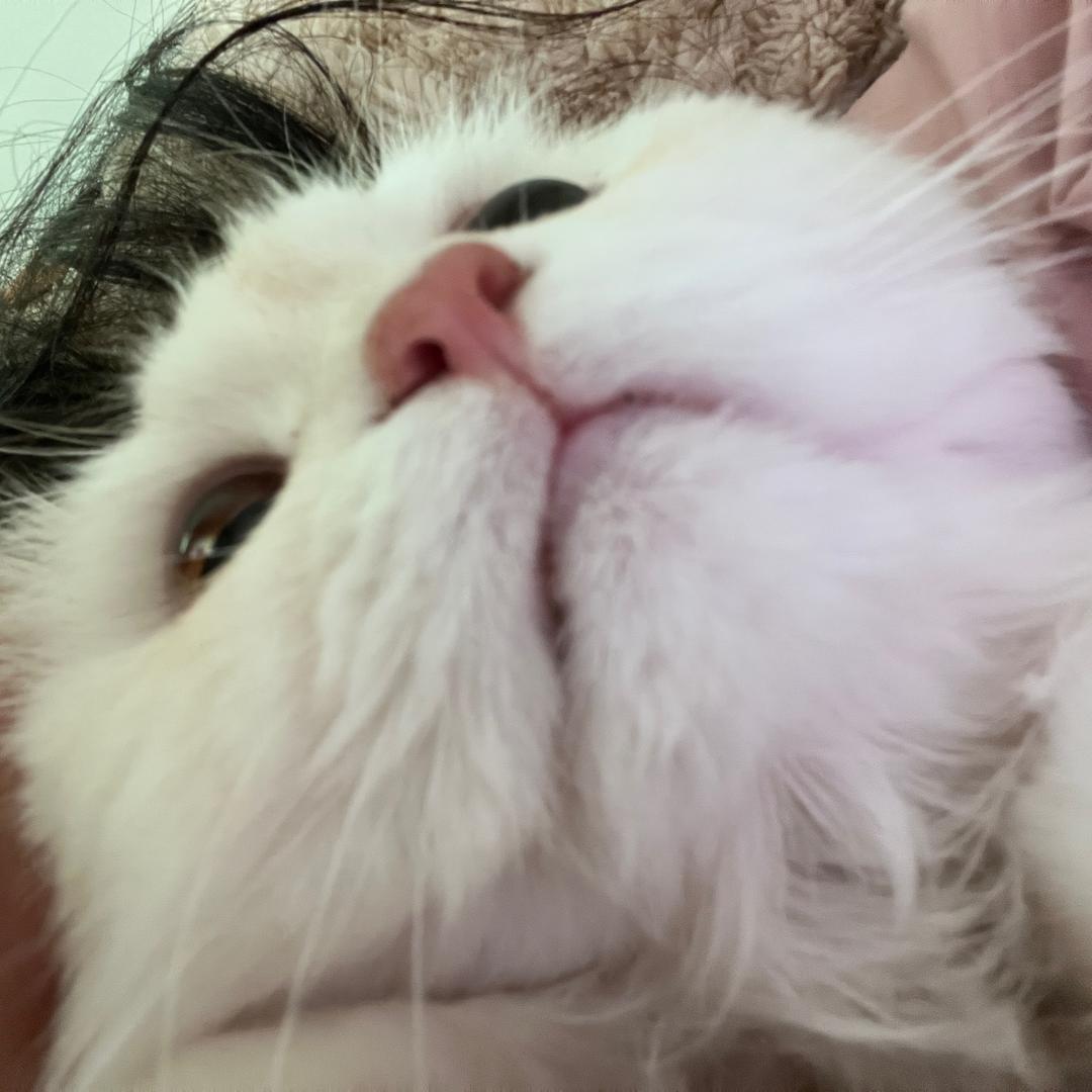 小迪-