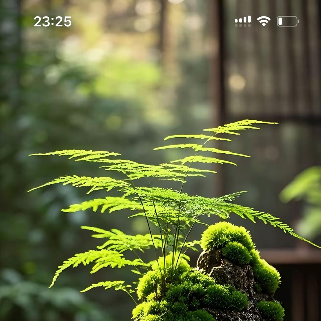 悬山上品