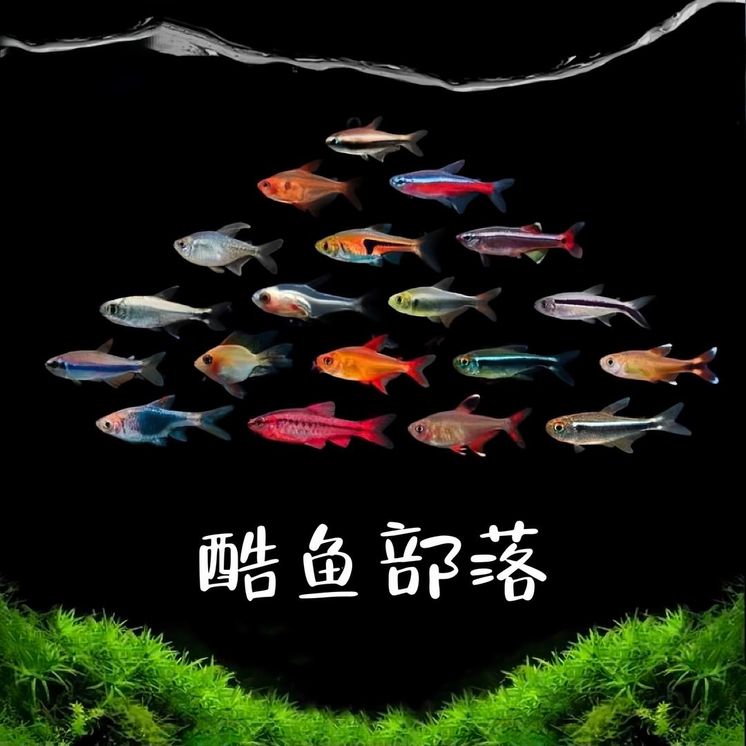 酷鱼部落水族