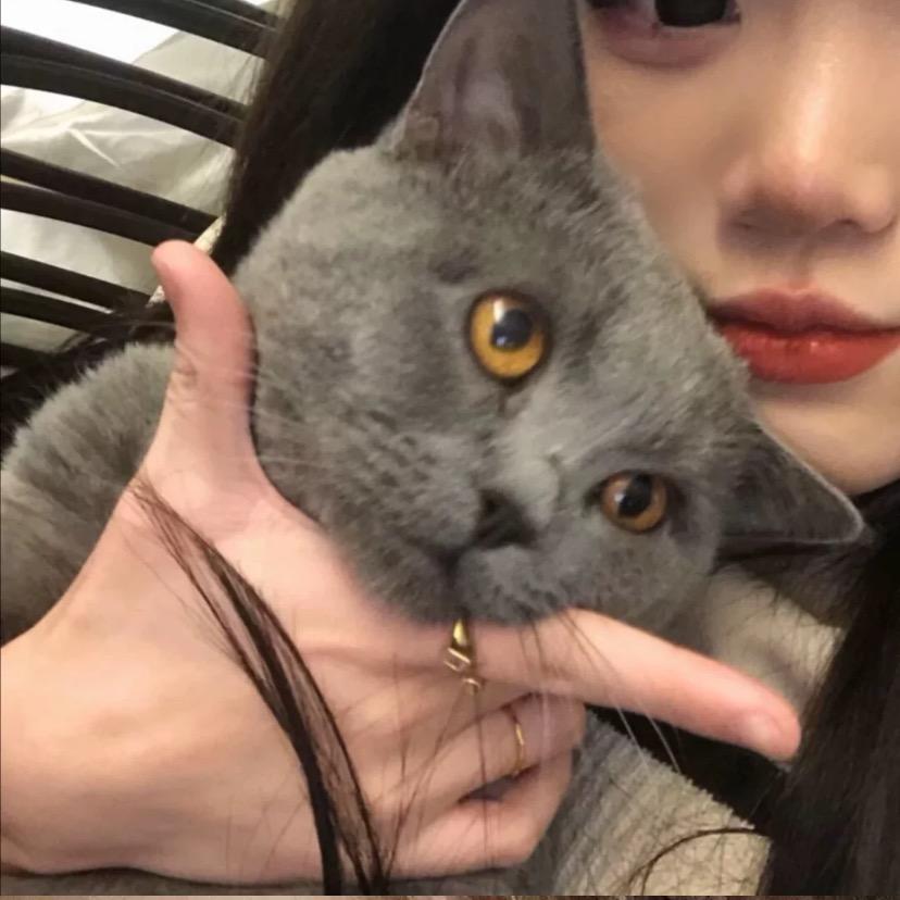 YANG