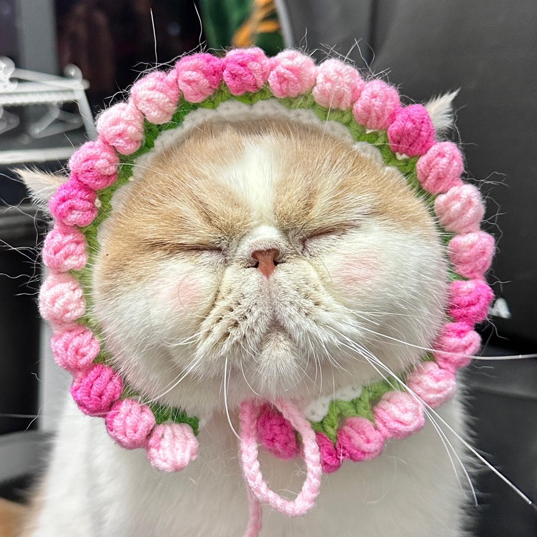 比比大王爱猫条头像