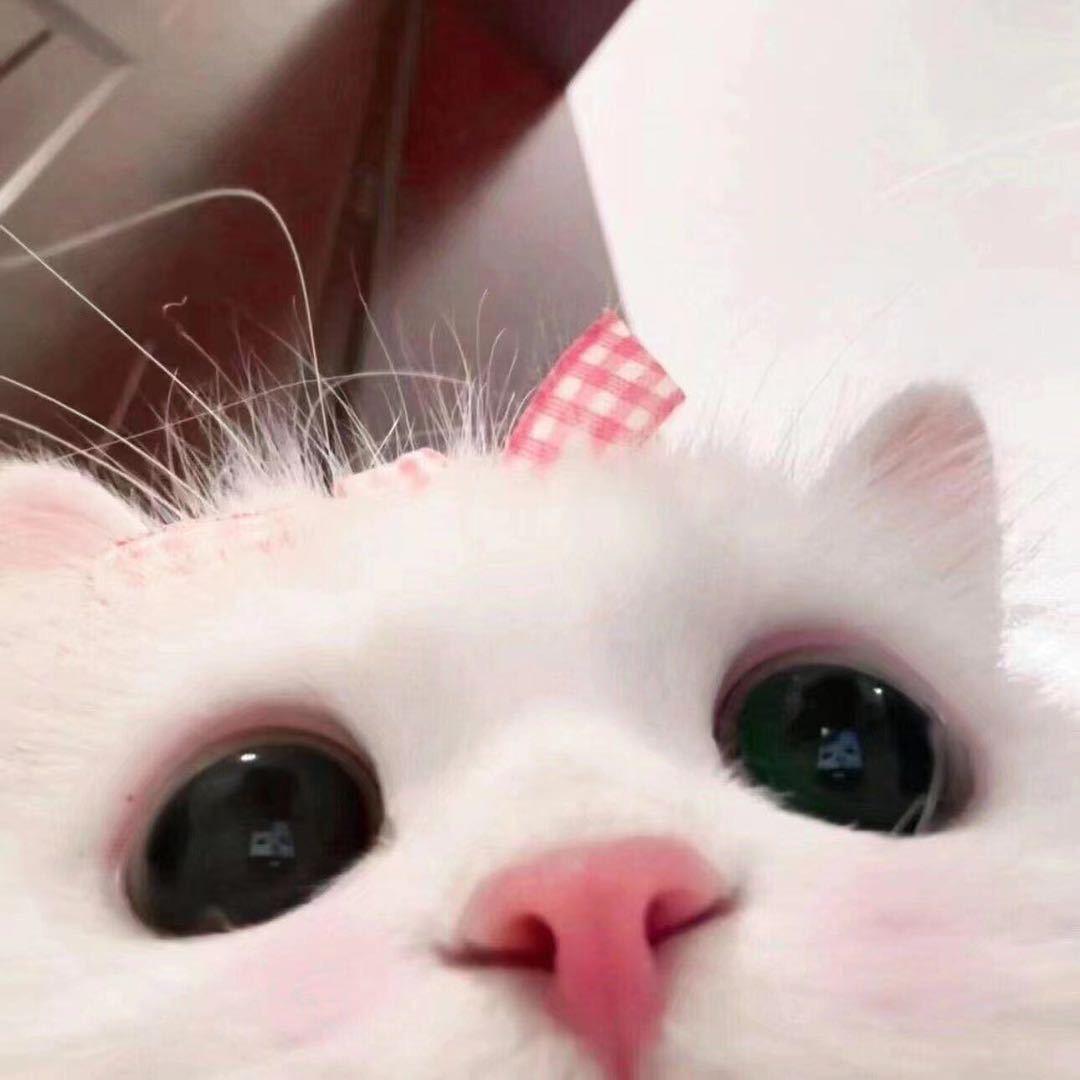 小羊^