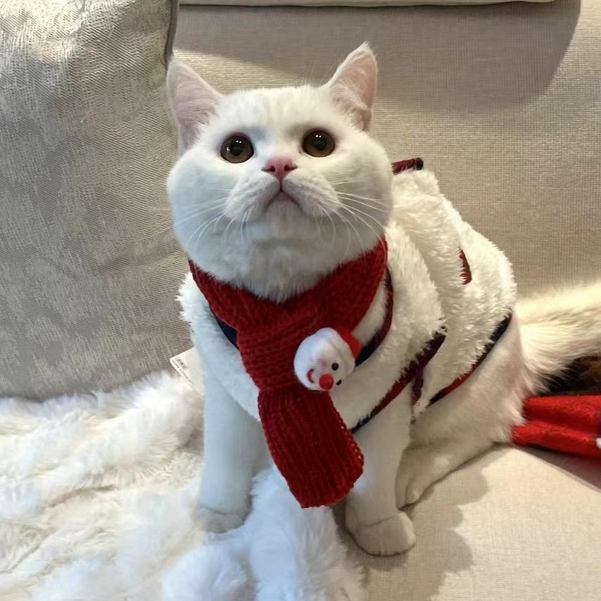猫小哥俩