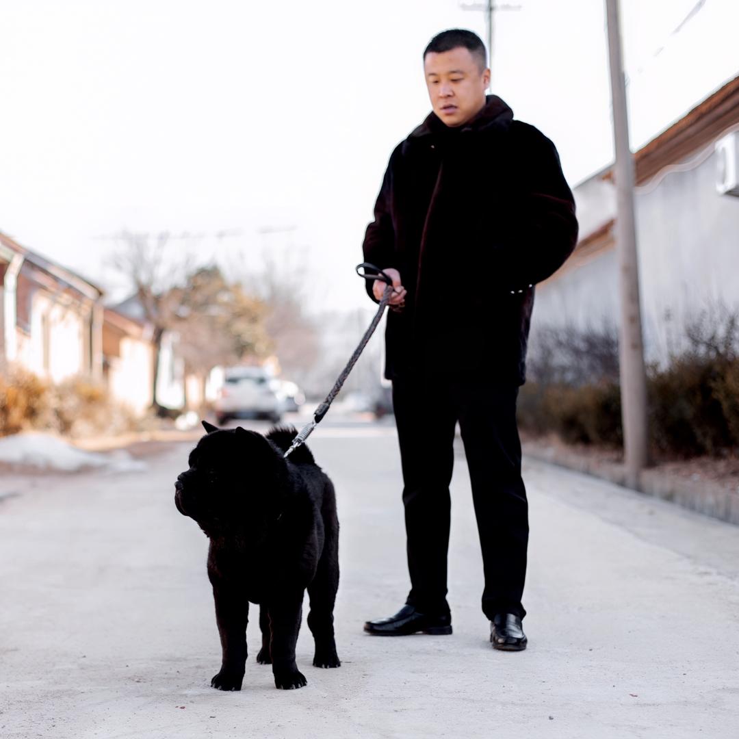 东宇犬舍张栋梁五黑松狮😎