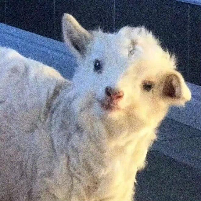 天雪蟹