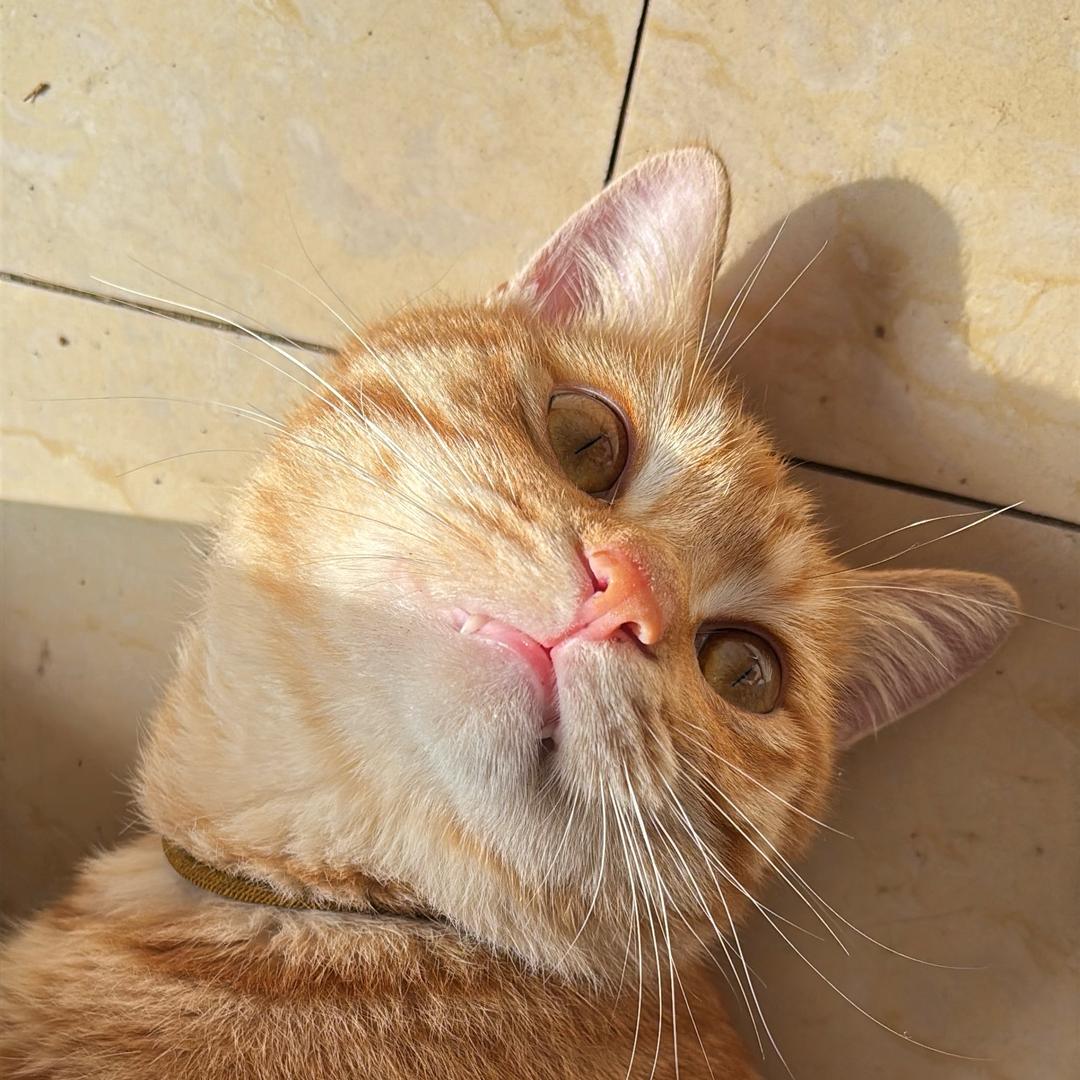 杨百万是只懒猫