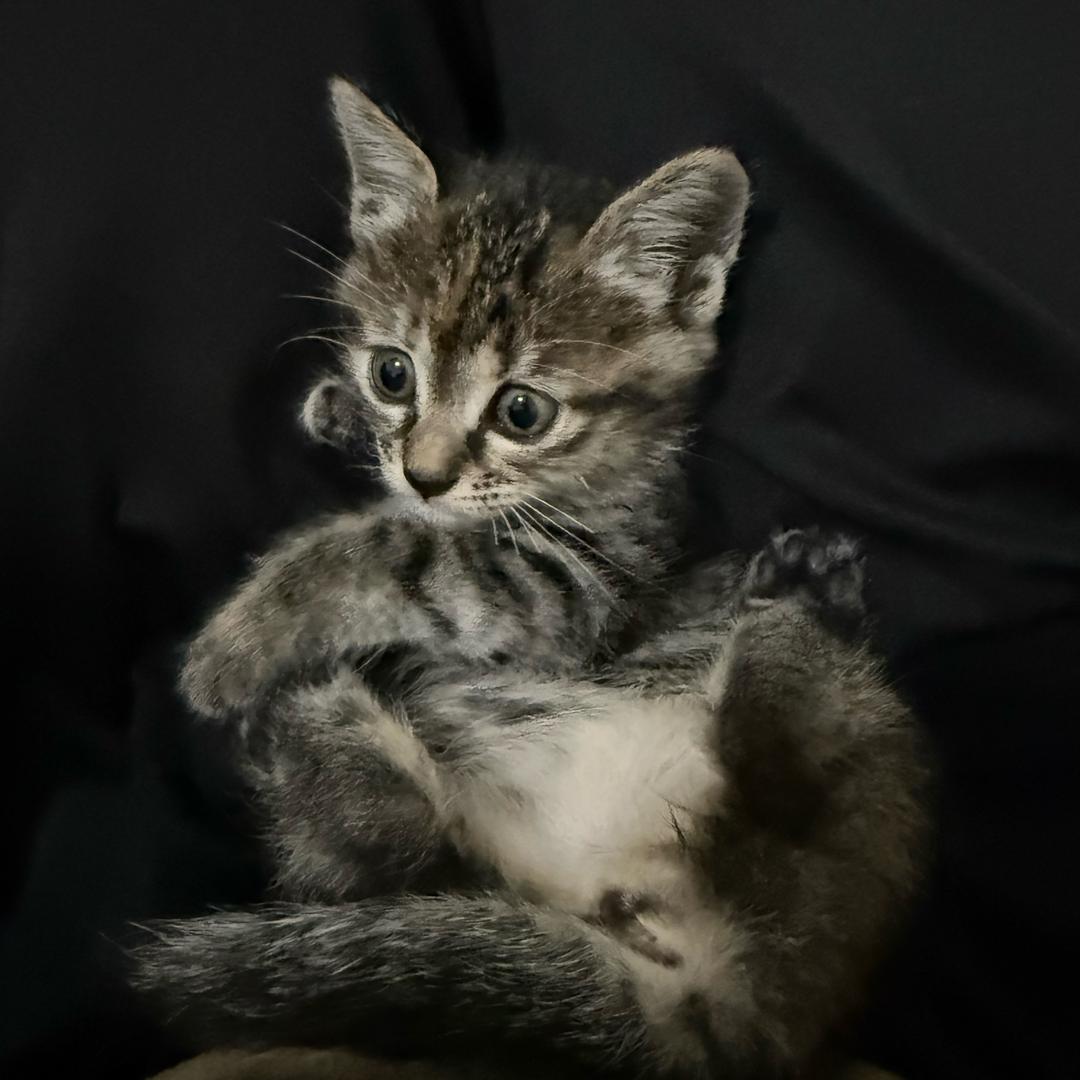 梁志超不喝可乐