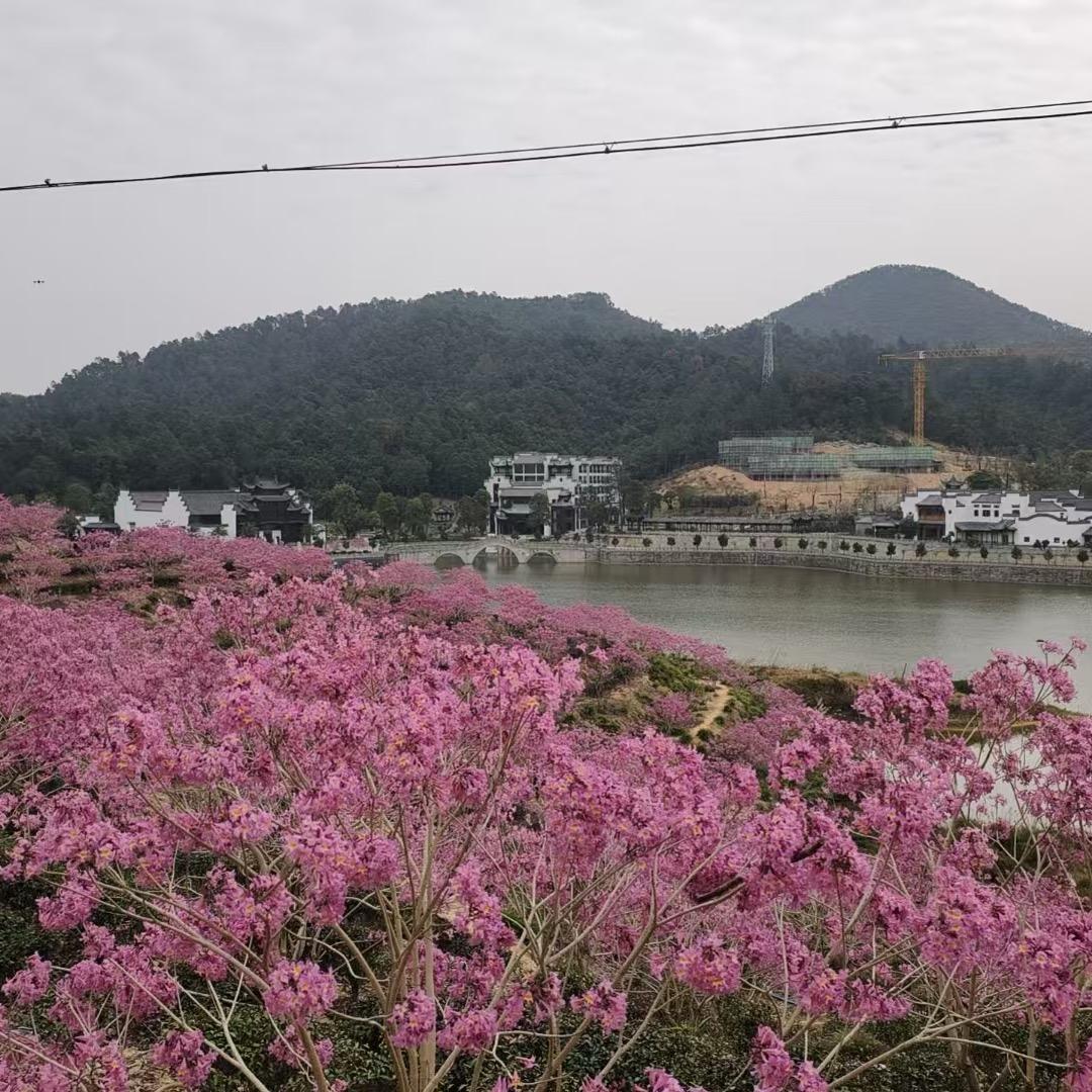 芳姐果园